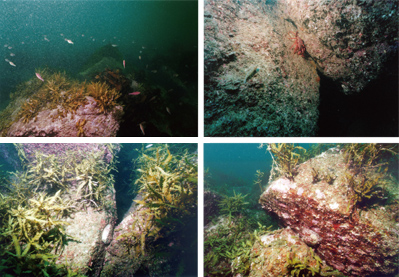 自然石魚礁投入後の海底状況