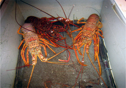 伊勢海老の漁巣